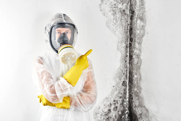 Why You Should Choose Our Mold Remediation Services in Newfoundland, NJ